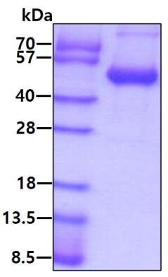 3ug by SDS-PAGE under reducing condition and visualized by coomassie blue stain.